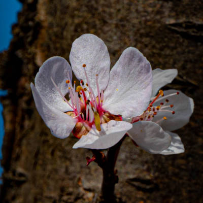 spring-simple-operation